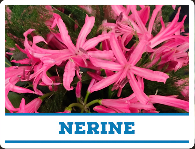 Nerine