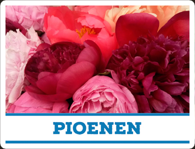 Pioen